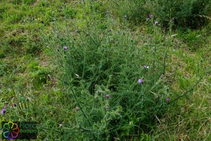 cirsium_crispus.jpg_product